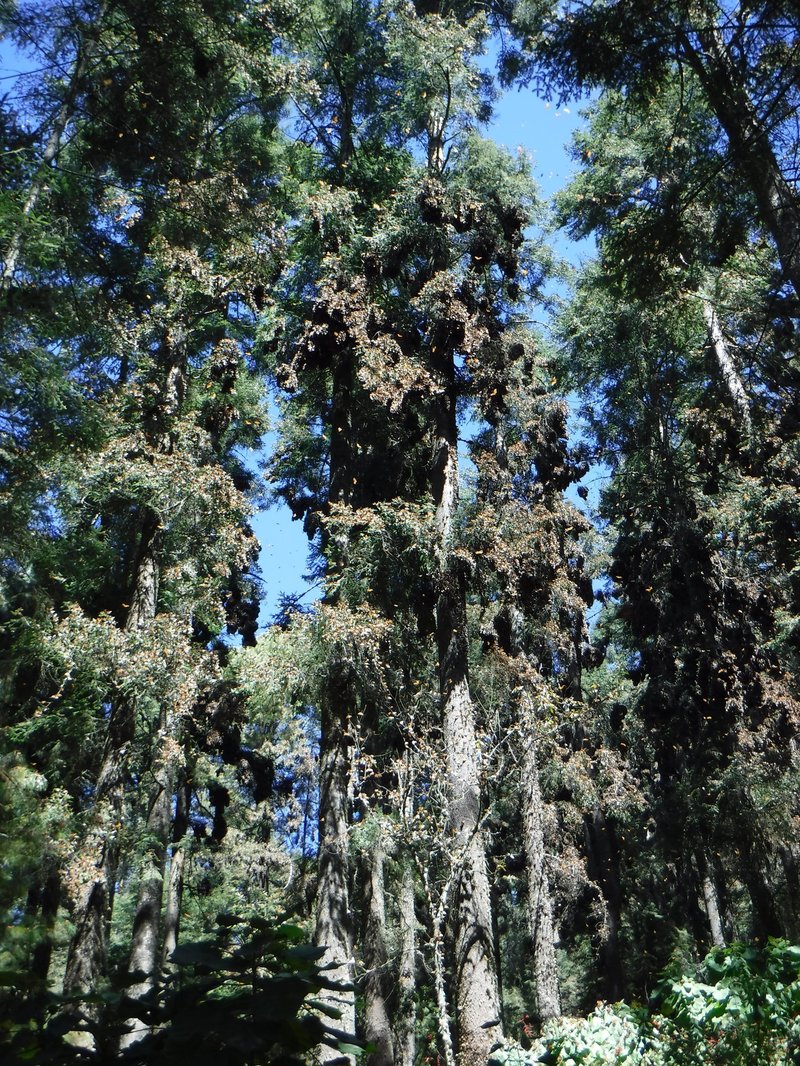 Sanctuary of El Rosario, Monarch Butterfly Biosphere Reserve