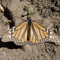 Sierra Chincua Sanctuary, Monarch Butterfly Biosphere Reserve