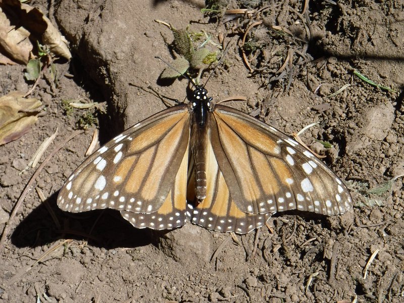 Sierra Chincua Sanctuary, Monarch Butterfly Biosphere Reserve