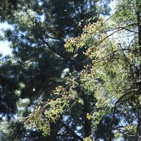 Sierra Chincua Sanctuary by Frédéric M
