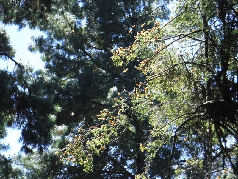 Sierra Chincua Sanctuary, Monarch Butterfly Biosphere Reserve