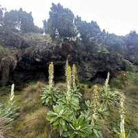 Mount Kenya National Park lobelia and cave