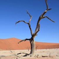 Namib Sand Sea Deadvlei
