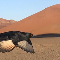 Namib Sand Sea Deadvlei with bird