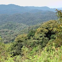 Nyungwe National Park