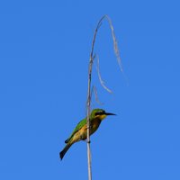 Okavango Delta Panhandle beeater