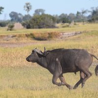 Okavango Delta buffalo