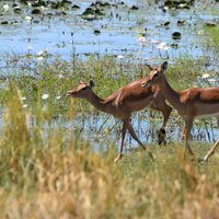 Okavango Delta gazelles