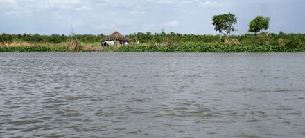Sudd wetland