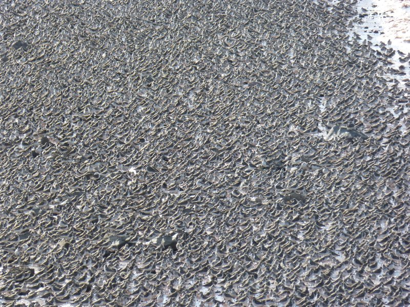 Sandpipers, Grand Pré