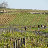 Winegrowers at work in Santenay