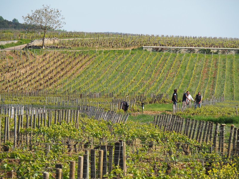 Winegrowers at work in Santenay