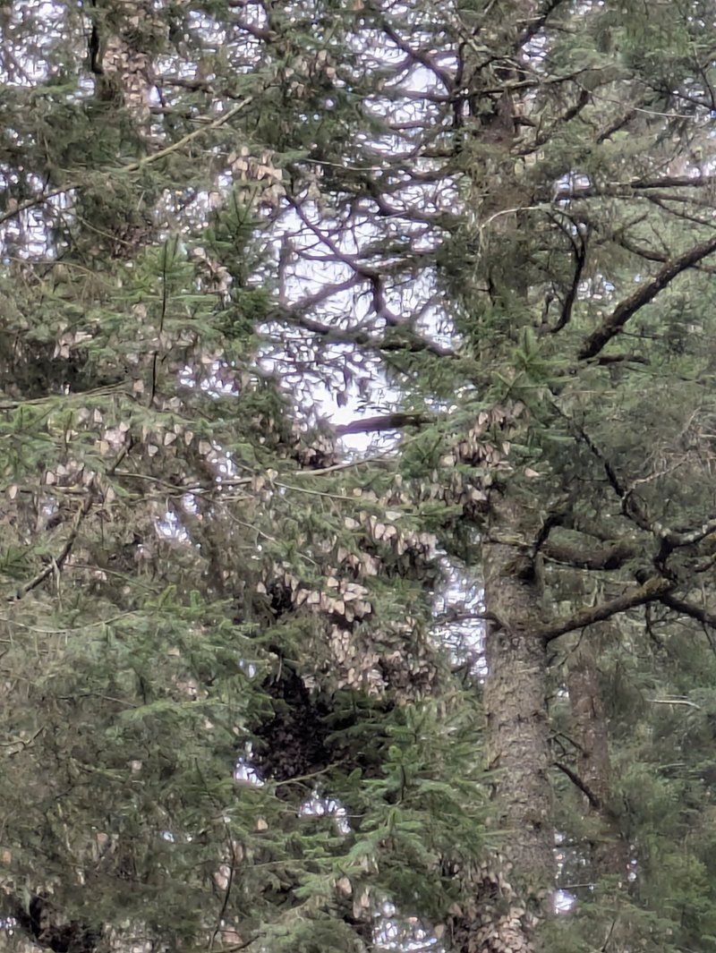 First view of the monarchs clustered on their trees, Sierra Chincua