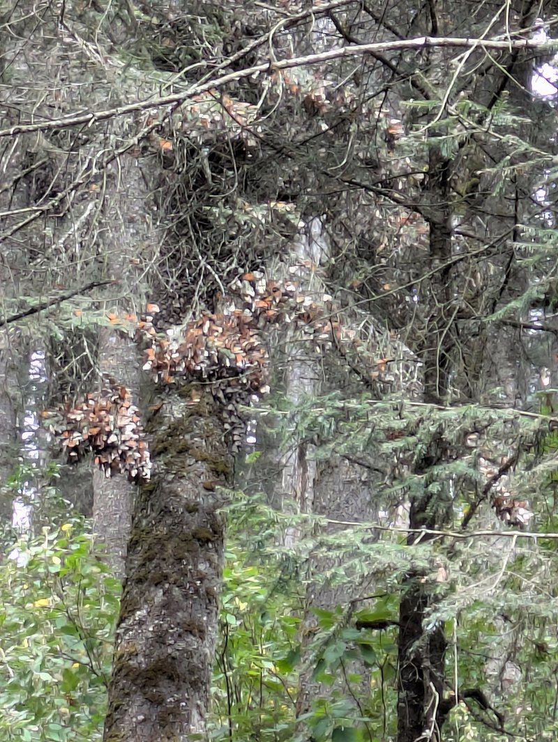 Monarchs clustered on and taking flight from their tree, Sierra Chicua
