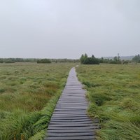 Le plateau des Hautes-Fagnes