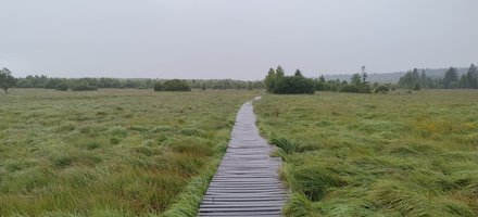 Le plateau des Hautes-Fagnes