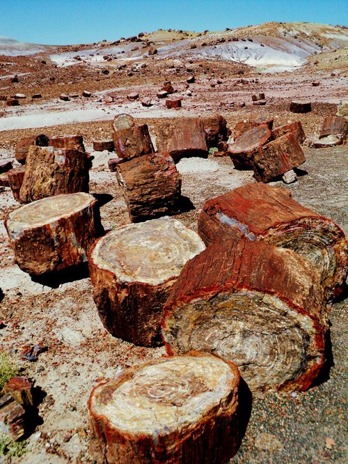 Petrified Forest National Park