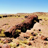 Petrified Forest National Park