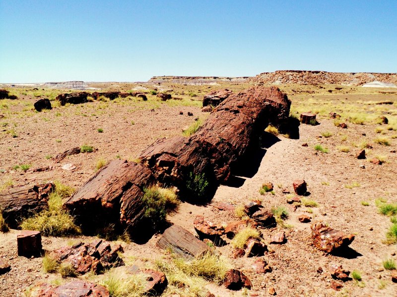 Petrified Forest National Park (KJM)