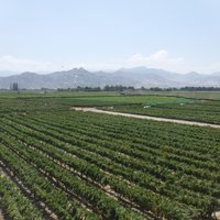 Wineries and Vineyards for traditional Pisco Production