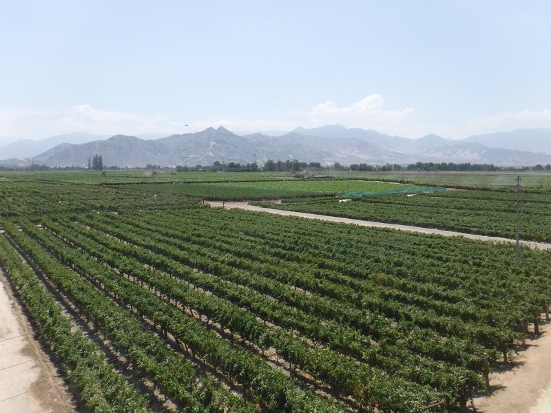 Wineries and Vineyards for traditional Pisco Production