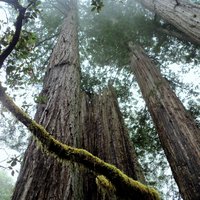 Redwoods
