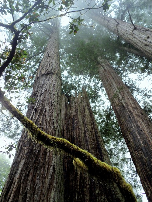 Redwoods