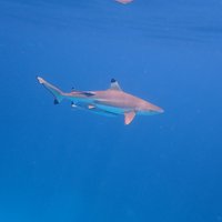 Reef Sharks