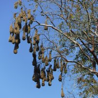 Montezuma oropendola's hanging nests, Bonampak, Region Lacan-Tún - Usumacinta