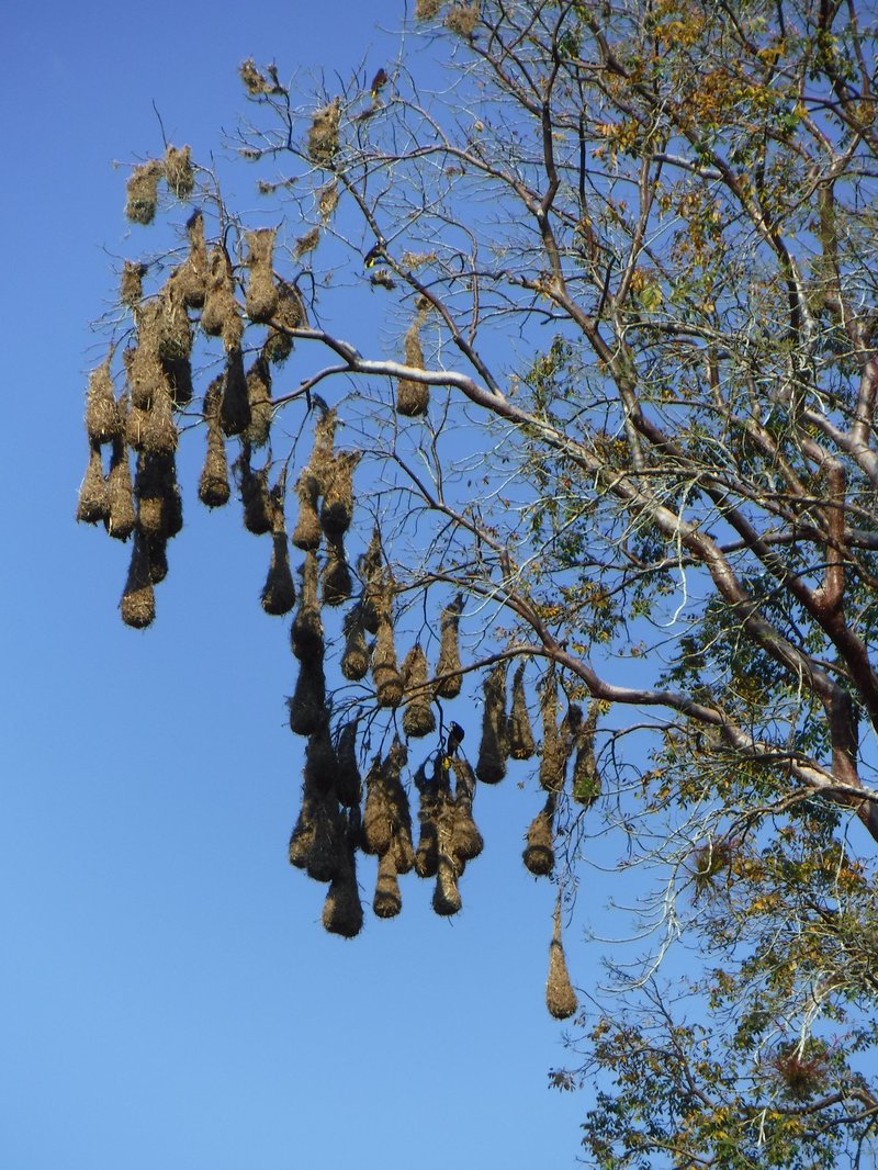Montezuma oropendola&#x27;s hanging nests, Bonampak, Region Lacan-Tún - Usumacinta