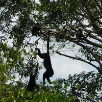 Howler monkeys, Yaxchilán, Region Lacan-Tún - Usumacinta