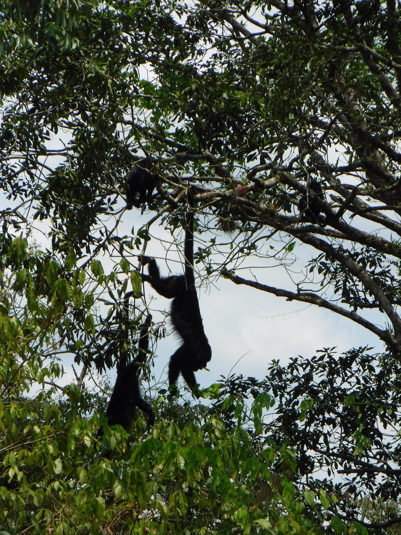 Howler monkeys, Yaxchilán, Region Lacan-Tún - Usumacinta