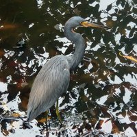 Tricolored heron, Parque Nacional Manglares de Old Point, Seaflower Marine Protected Area