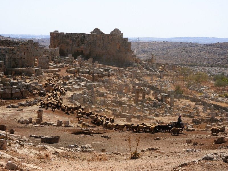 Serjilla with sheep