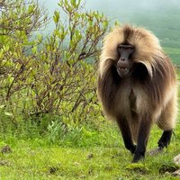 Simien National Park gelada