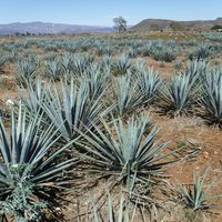 Tequila