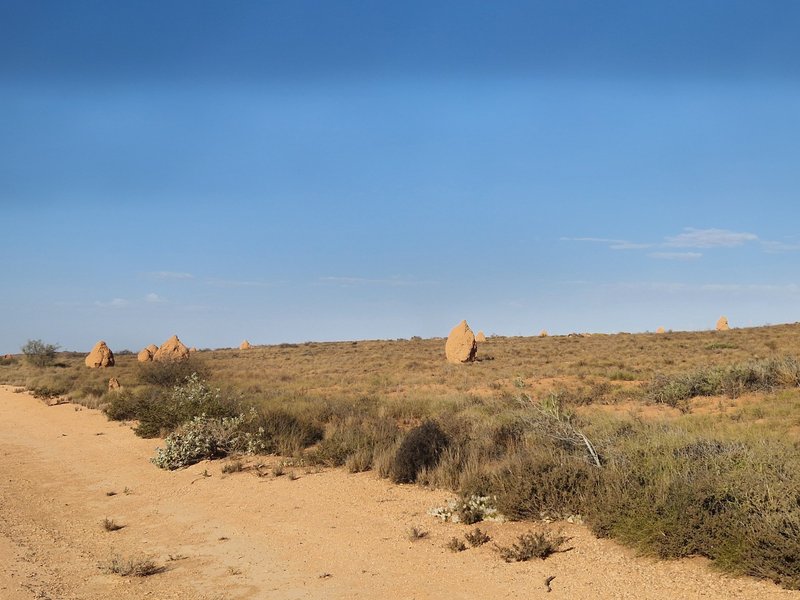 Termite Mounds