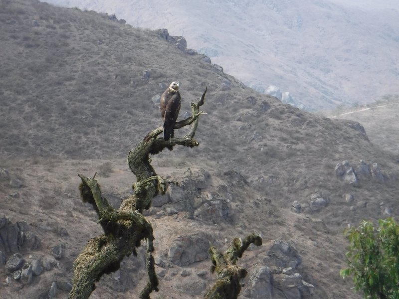 Black-chested buzzard-eagle, Reserva Nacional de Lachay, The Coastal Lomas System of Peru