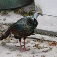 Ocellated turkey, Tikal