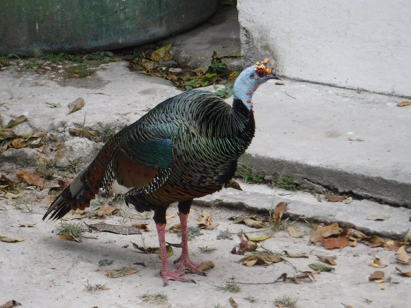 Ocellated turkey, Tikal