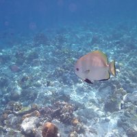 Tubbataha Reef