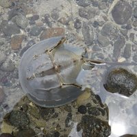 Horseshoe crab, Ujung Kulon National Park