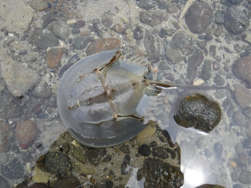 Horseshoe crab, Ujung Kulon National Park