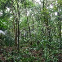 Ujung Kulon National Park