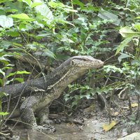 Monitor lizard, Ujung Kulon National Park
