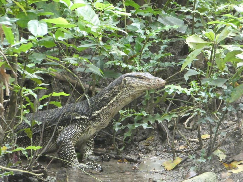Monitor lizard, Ujung Kulon National Park