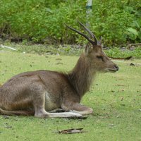 Javan rusa, Handeuleum Island, Ujung Kulon National Park
