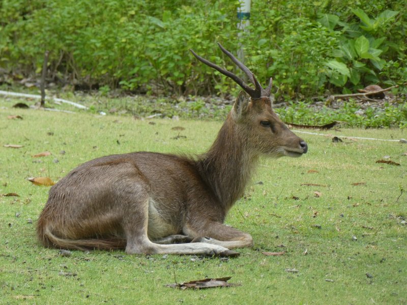 Javan rusa, Handeuleum Island, Ujung Kulon National Park
