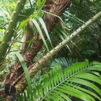 Ujung Kulon National Park