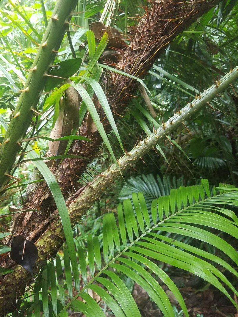 Ujung Kulon National Park